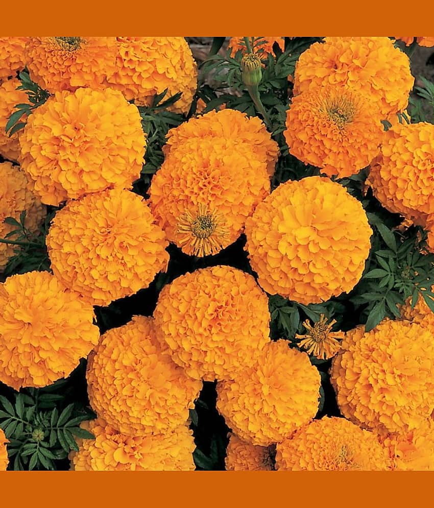 LiveNature Marigold/Genda Phool Mixed Flower Seeds | Summer Indoor/Outdoor Yellow Mixed Flower Plant Seeds | Best For Home Garden & Terrace – 100 Seeds