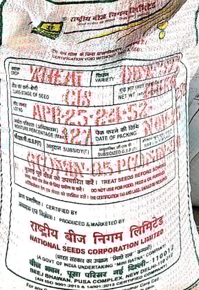 Wheat DBW-371 (Karan Vrinda) Seed