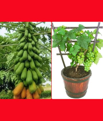 sky star agro & co. - Papaya Fruit ( 50 Seeds )