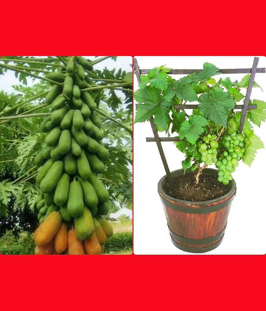 sky star agro & co. - Papaya Fruit ( 50 Seeds )