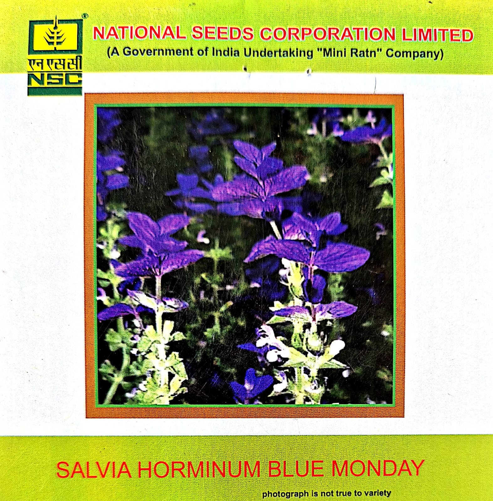 NSC-SALVIA HORMINUM BLUE MONDAY -3 GMS SEEDS