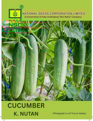 NSC Cucumber Kashi Nutan