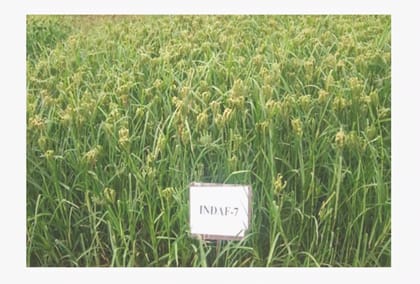 Ragi Seeds (Indaf-7 Variety)