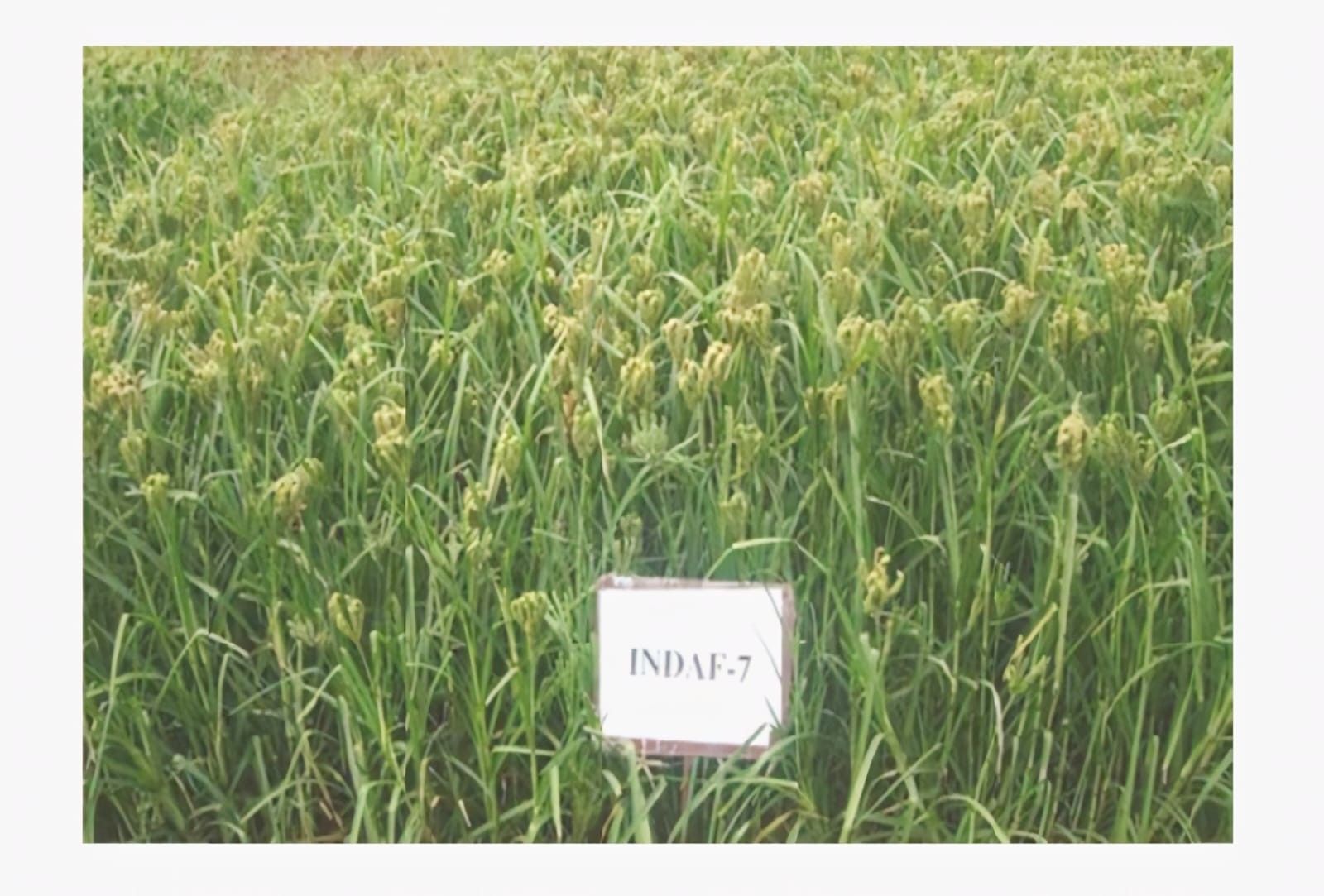 Ragi Seeds (Indaf-7 Variety)