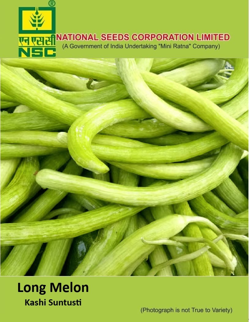 NSC Long Melon K. Suntusti seed 