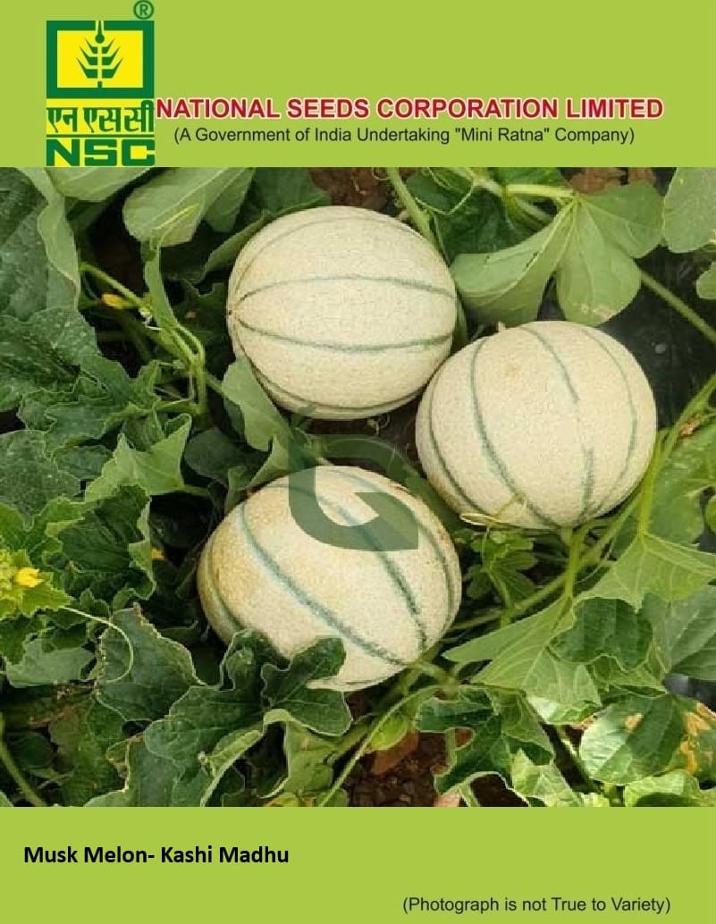 NSC Musk Melon Kashi Madhu Seed 