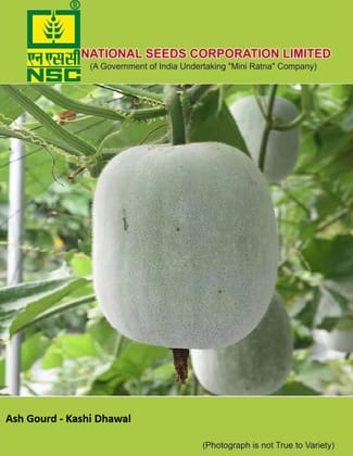NSC Ash Gourd Kashi Dhawal Seed 