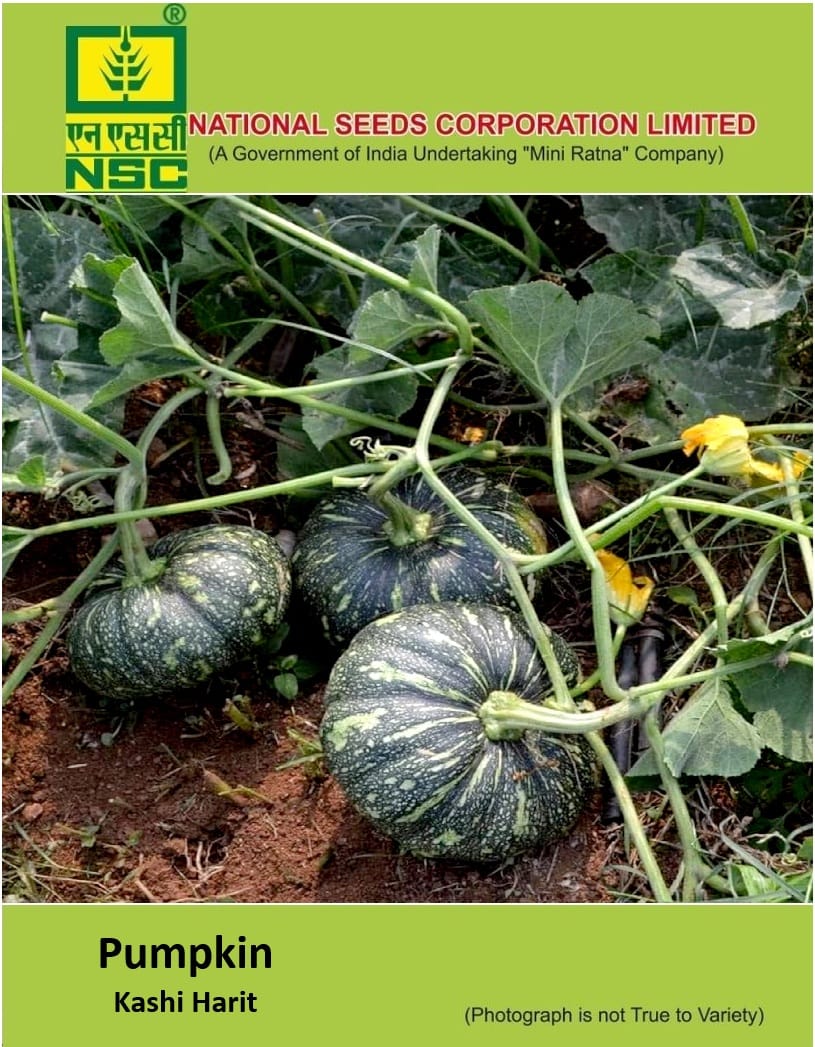 NSC Pumpkin Kashi Harit Seed 