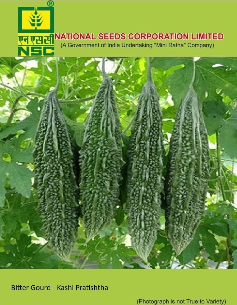 NSC Bitter Gourd Kashi Pratistha Seed 