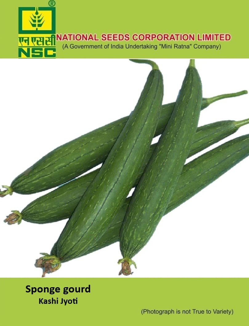 NSC Sponge gourd Kashi Jyoti Seed 