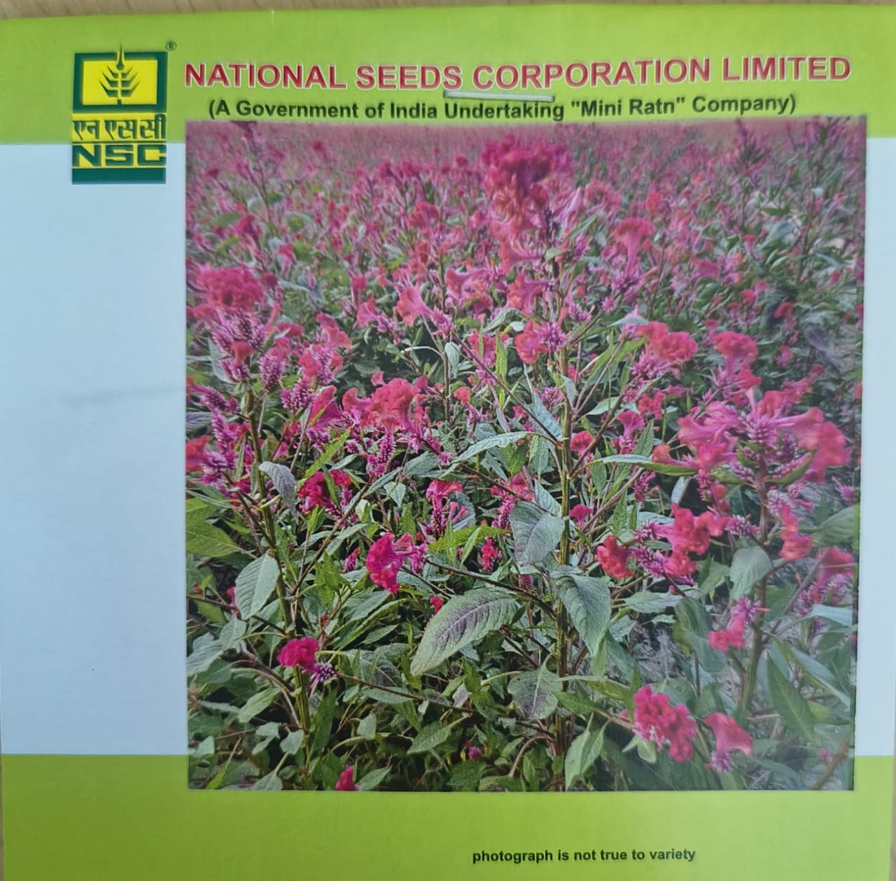 NSC Celosia Flower Seed,10gm