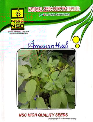 NSC-AMARANTHUS-ARKA VARNA-100 GMS SEEDS
