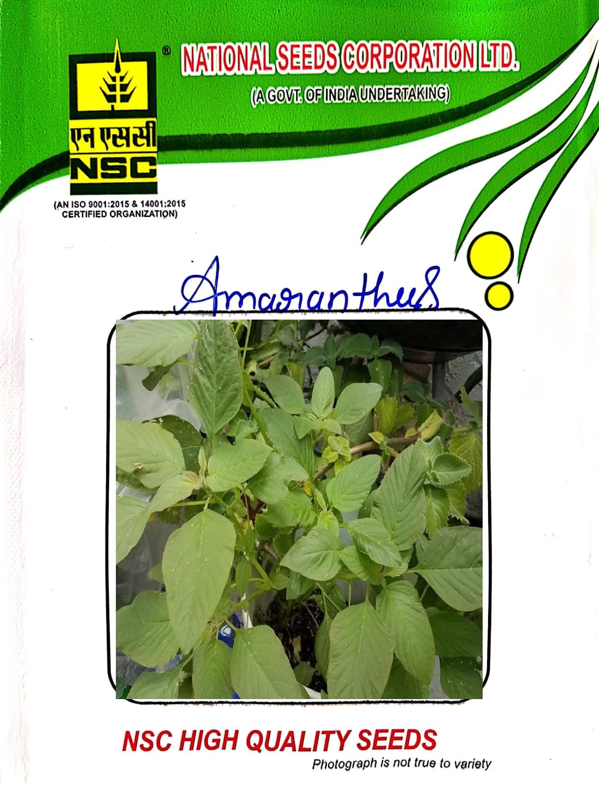 NSC-AMARANTHUS-ARKA VARNA-100 GMS SEEDS