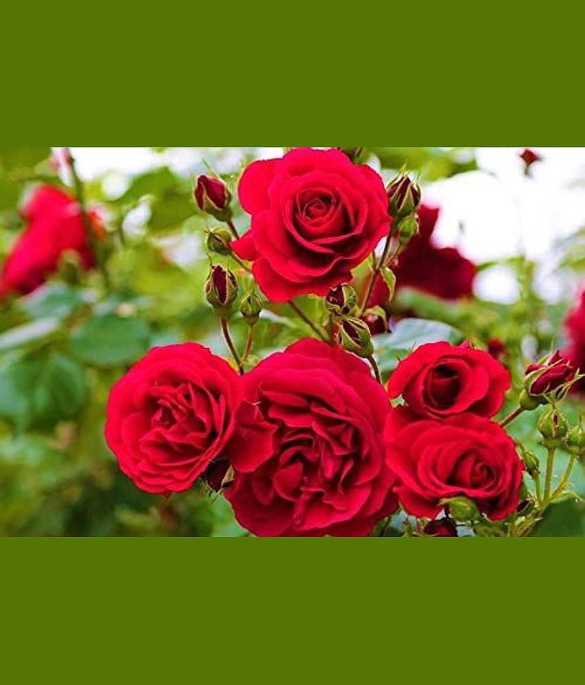 Azalea Gardens Exotic Black Rose 20 Seeds/Pack + Instruction Manual