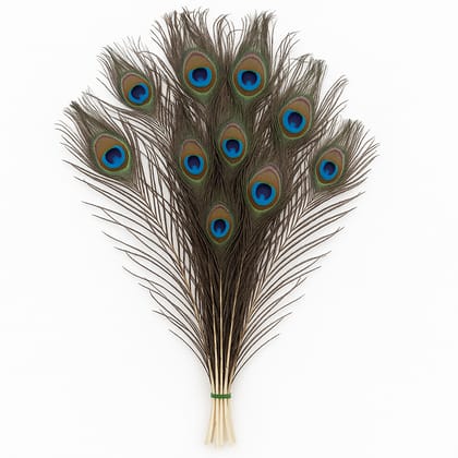 Natural Peacock Feathers – Small (20–30 cm, 15 Pieces) | EYA Garden 