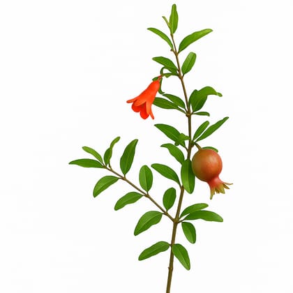 Live Pomegranate Plant Sapling – Punica granatum (Healthy Fruit Plant)