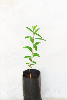 Live Pomegranate Plant Sapling – Punica granatum (Healthy Fruit Plant)