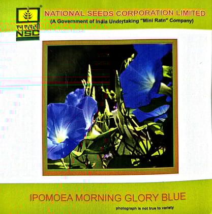 Ipomea Morning Glory Blue 