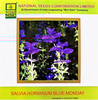 NSC-SALVIA HORMINUM BLUE MONDAY