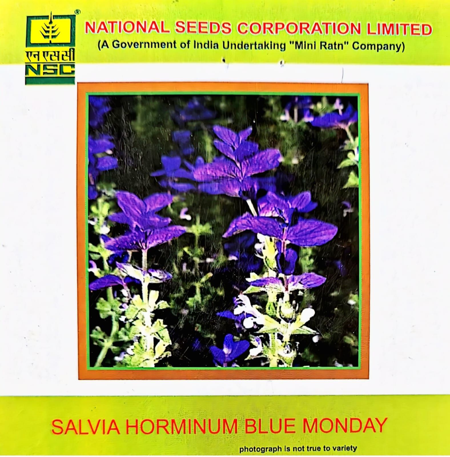 NSC-SALVIA HORMINUM BLUE MONDAY