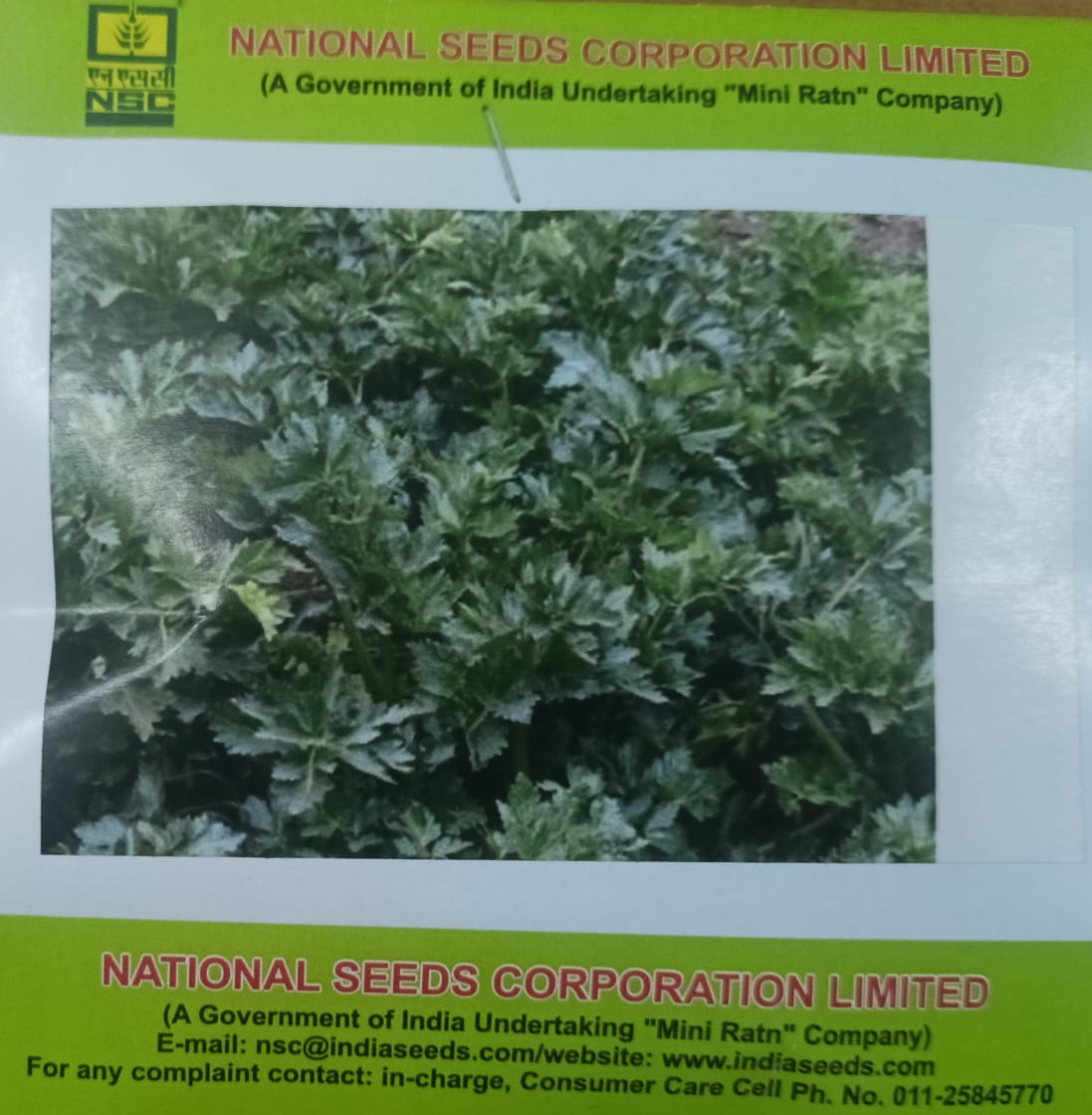 NSC Celery, Ford Hook Emperior Exotic Vegetable Variety, 5 Gram Truthfully Labelled Seed Pouch