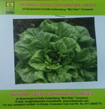 NSC Lettuce,  Chinese Yellow Exotic Vegetable Variety, 5 Gram Truthfully Labelled Seed Pouch