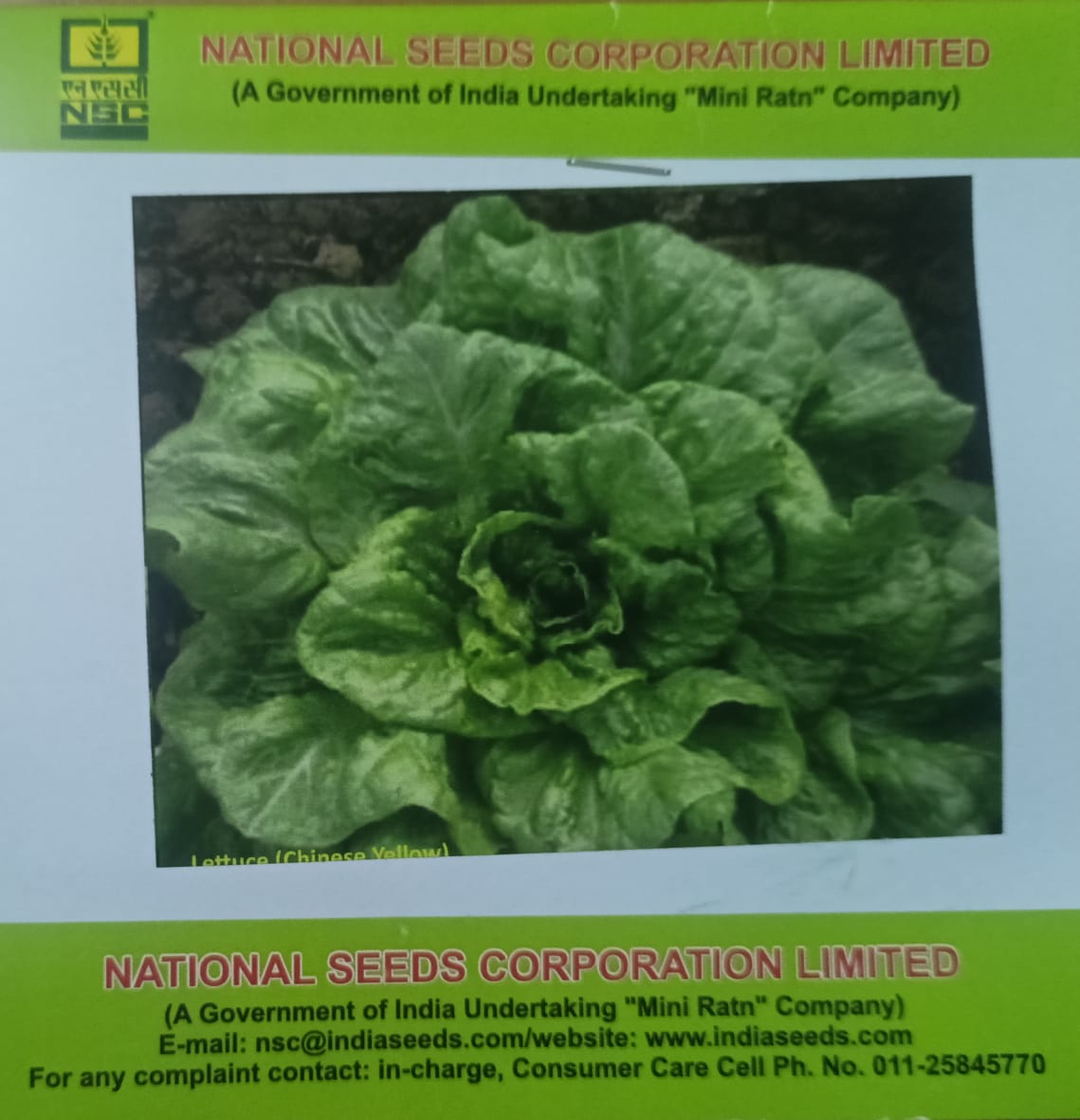 NSC Lettuce,  Chinese Yellow Exotic Vegetable Variety, 5 Gram Truthfully Labelled Seed Pouch