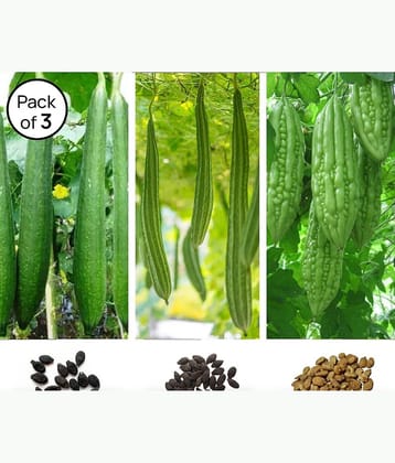 homeagro - Bitter Gourd Vegetable ( 60 Seeds )