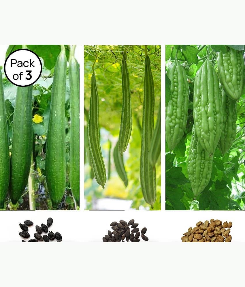 homeagro - Bitter Gourd Vegetable ( 60 Seeds )