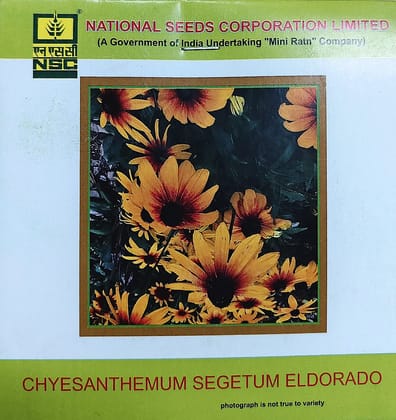 NSC Chrysanthemum Segetum Eldorado Flower Seed