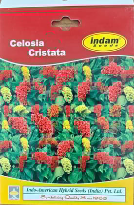 CELOSIA CRIST DWF CORAL GARDEN MIX -1000 SEEDS/PKT