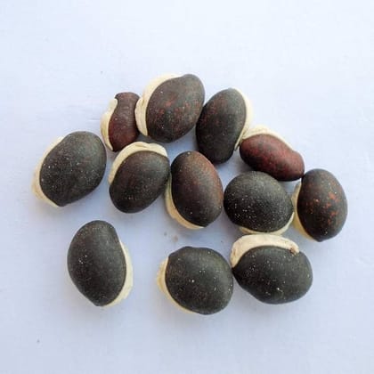 NSC-DOLICHOS BEAN(POLE SINGH)-ARKA SWAGATH-50 GMS SEEDS