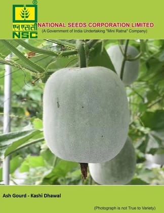 NSC Ash Gourd Kashi Dhawal Seed