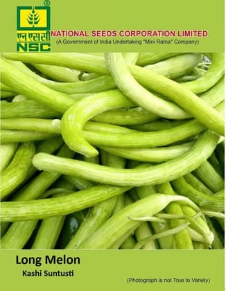 NSC Long Melon Kashi Suntusti seed