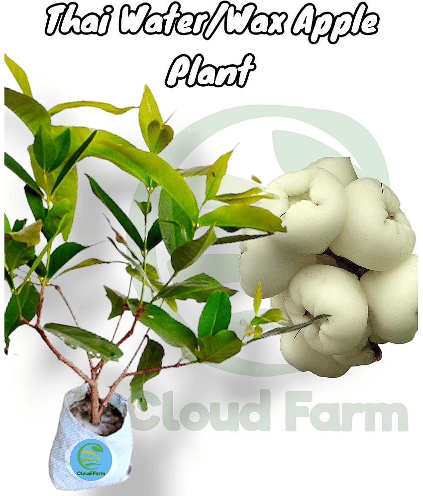Cloud Farm Outdoor Fruit Plant ( Pack of 1 )