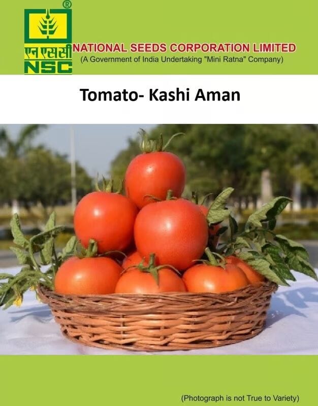 NSC Tomato Kashi Aman
