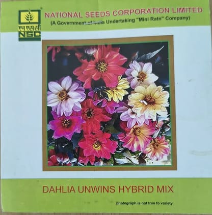 NSC Dahlia Unwins Hybrid Mix Flower Seed