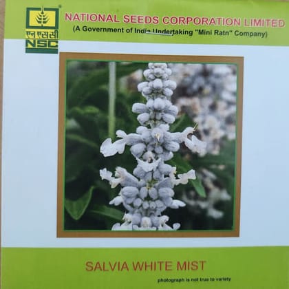 NSC Salvia White Mist Flower Seed