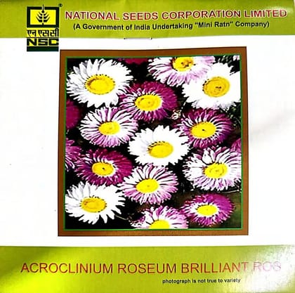 NSC Acroclinium Roseum Brilliant Rose Flower Seed