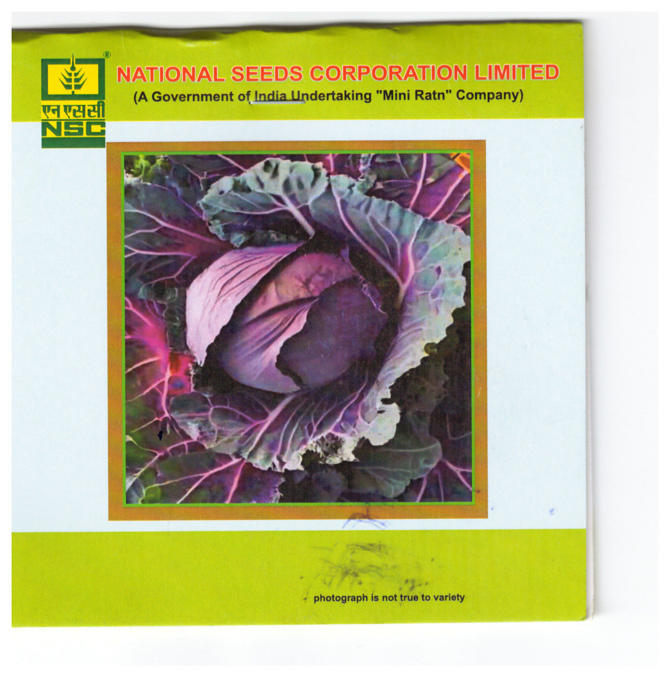 NSC cabbage Pusa RED 