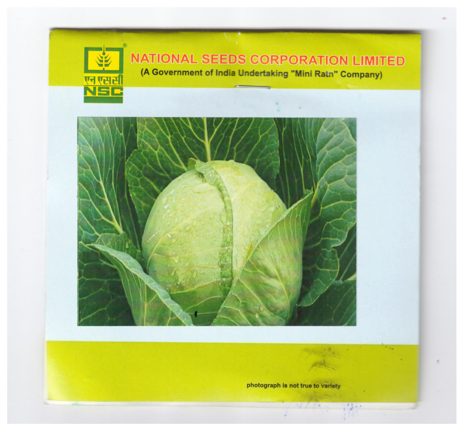 NSC Cabbage golden Acre