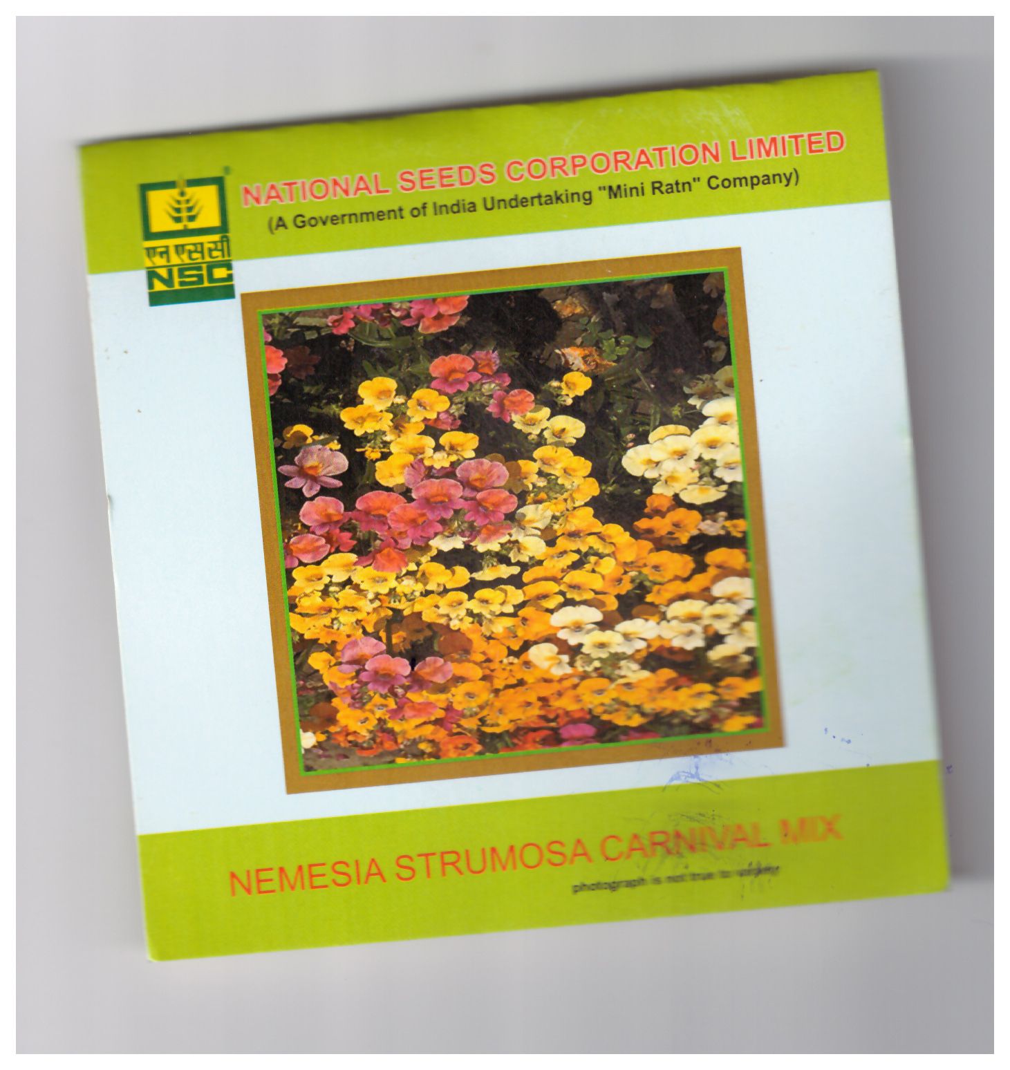 NSC Nemesia strumosa carnival mix