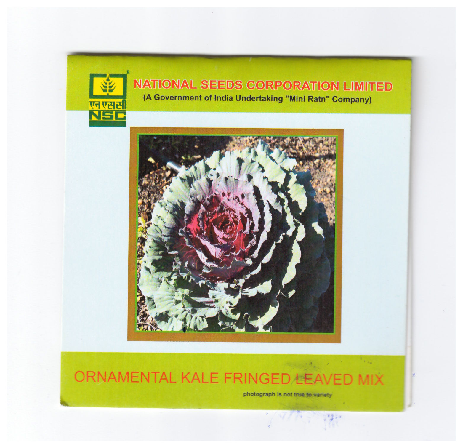 NSC Ornamental kale fringed leaved mix