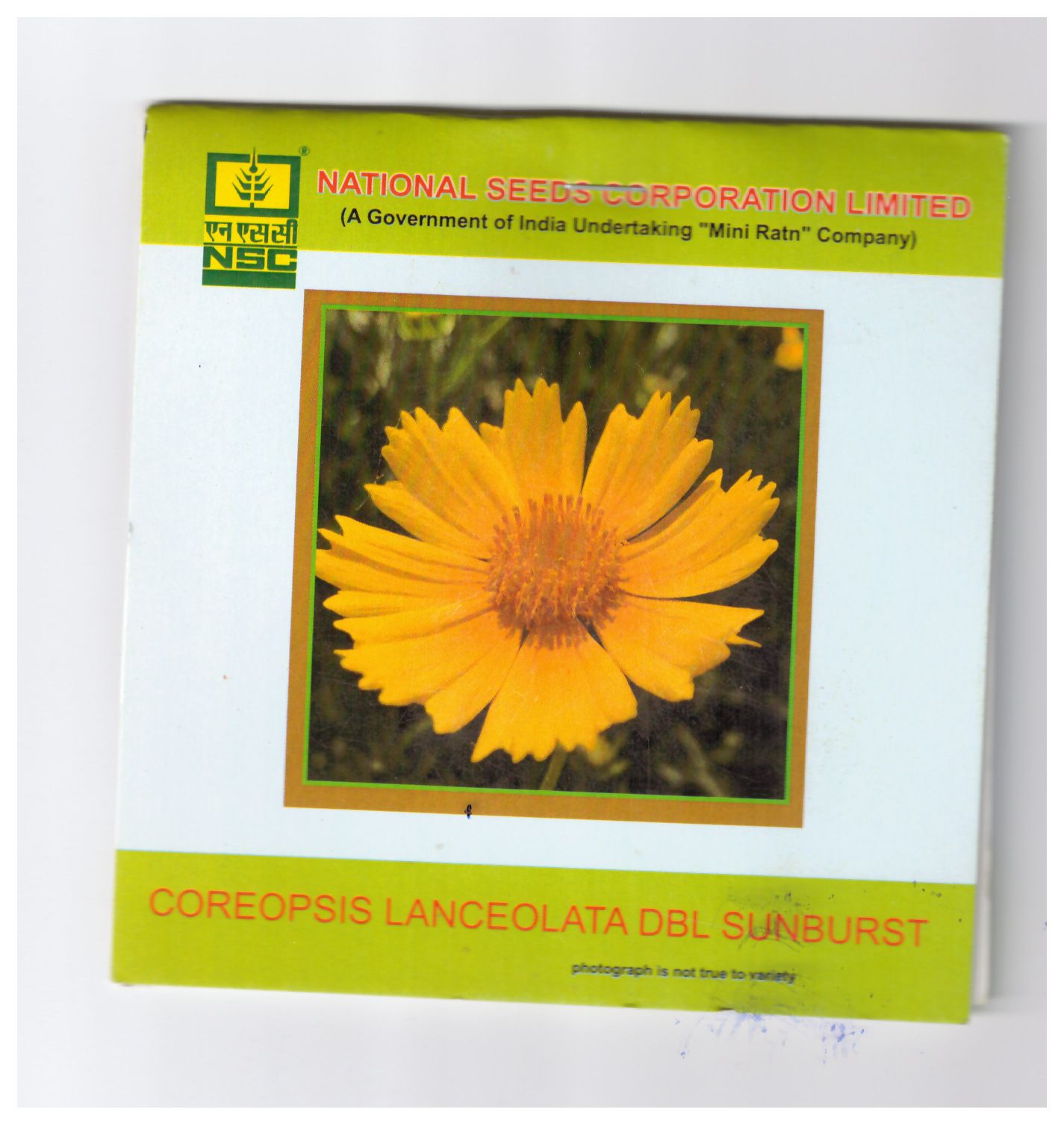 NSC Coreopsis Lanceolata DBL Sunburst