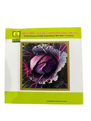 NSC-Purple Cabbage Seeds(pusa red cab. hyb-1)