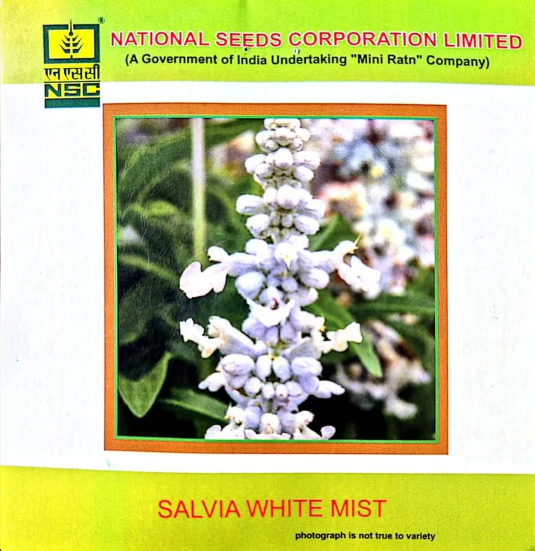 NSC-SALVIA WHITE MIX-3 GMS SEEDS
