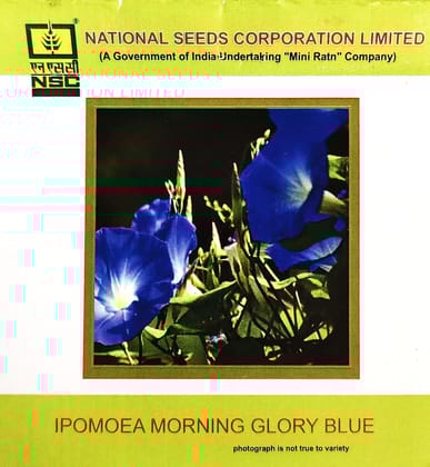 NSC Ipomoea Moring Glory Blue