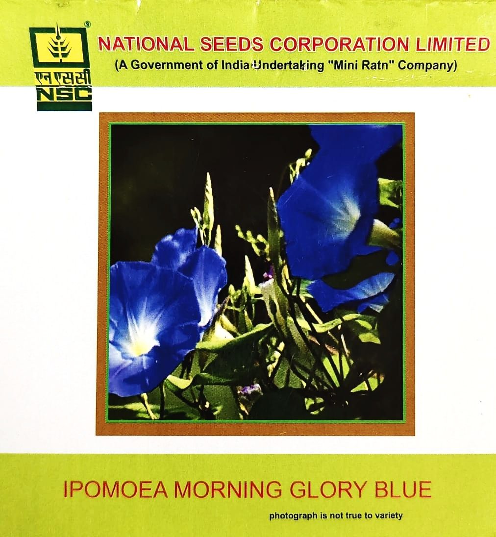 NSC Ipomoea Moring Glory Blue