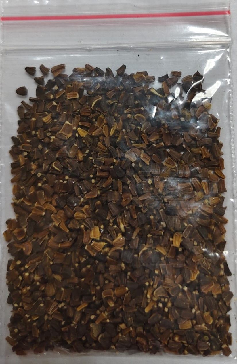 NSc Chyesantheum Segetum Eldorado