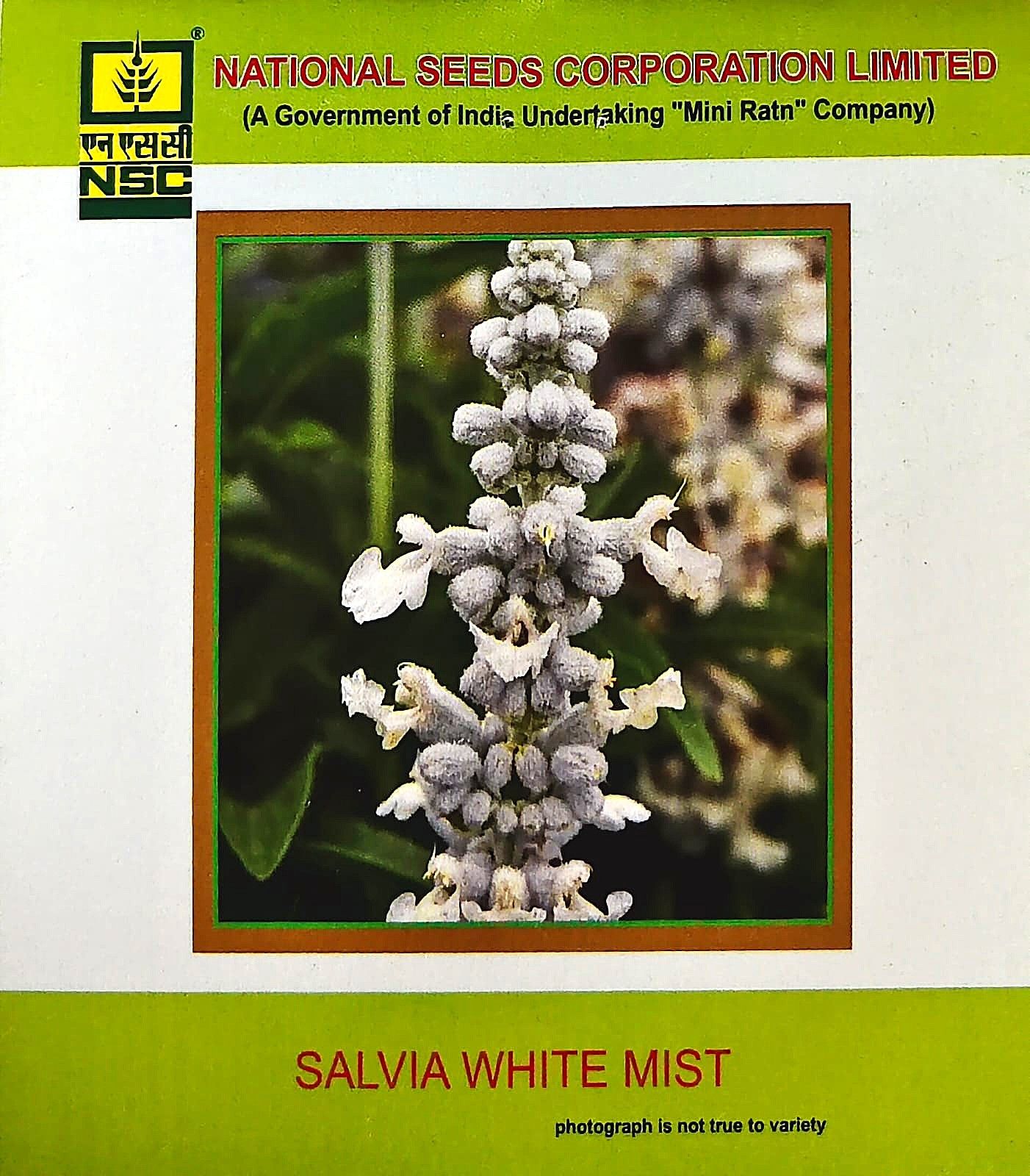 NSC Salvia White Mist
